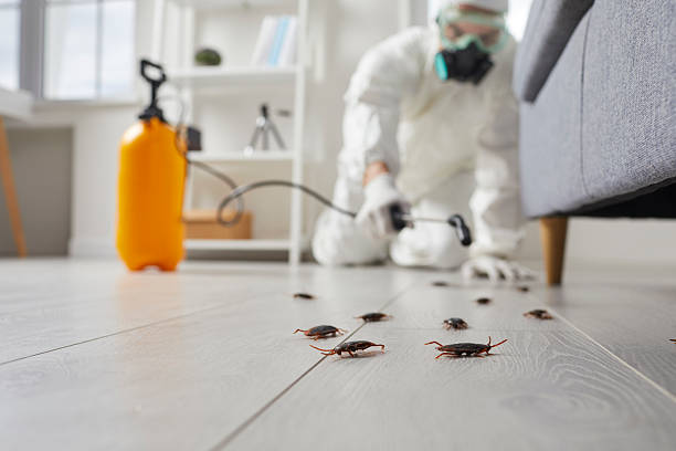 Affordable Pest Control solutions in Dryden, MI